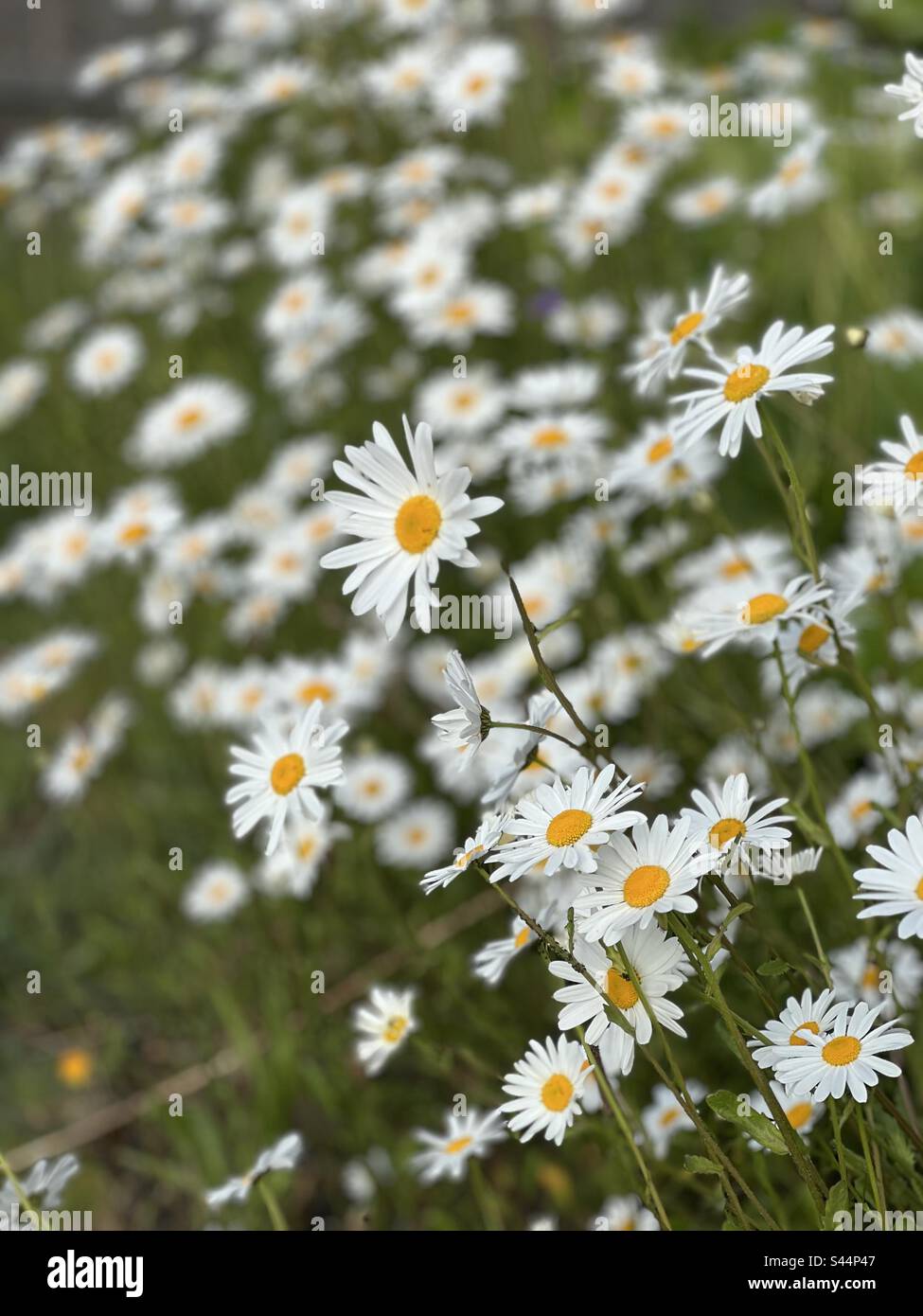 A field of white daisies - with green foliage Stock Photo