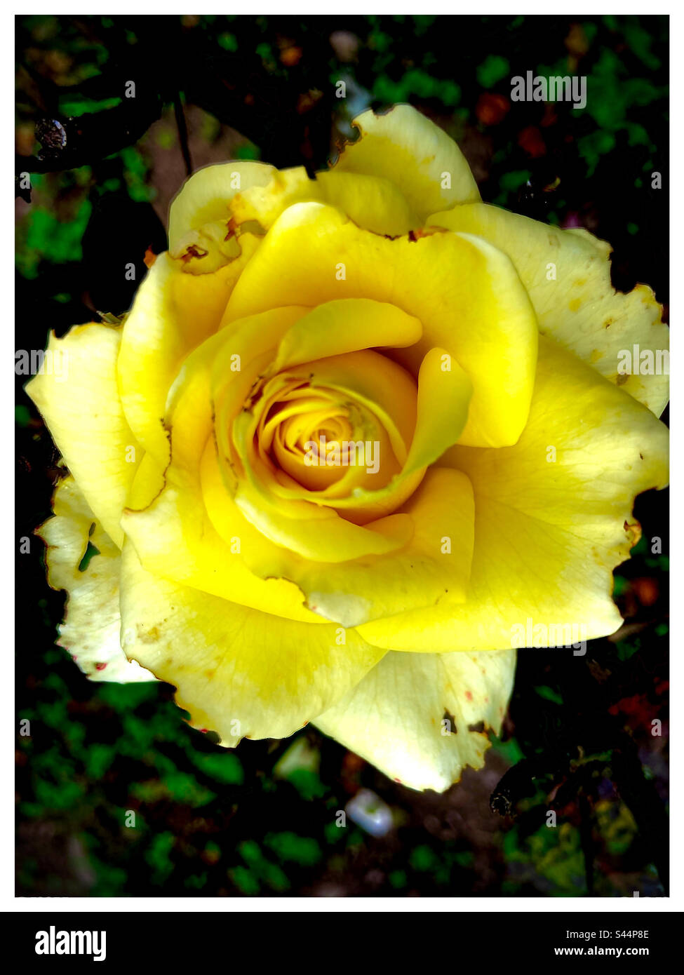 Macro of beautiful yellow rose in the Caribbean, Rainforest of the Andes Venezuela. Stock Photo