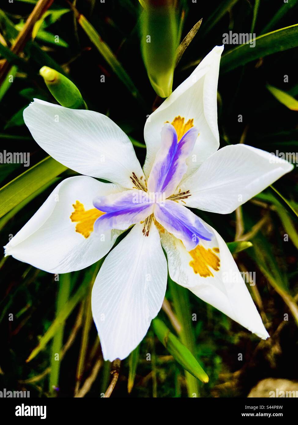 Beautiful african iris flower in a garden in South America, Merida, Venezuela Stock Photo
