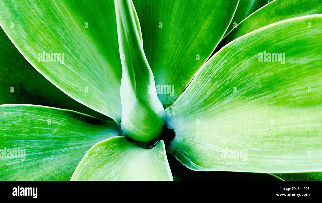 Beautiful ornamental green agave petals in a garden in South America, Merida, Venezuela 2 Stock Photo