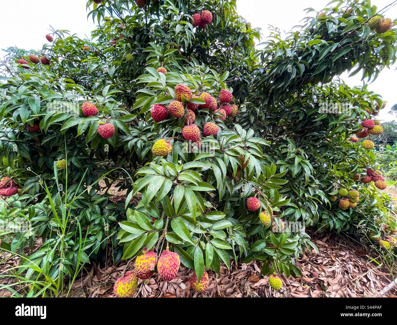 Volcanic lychee - Smartphone Captured Stock Image