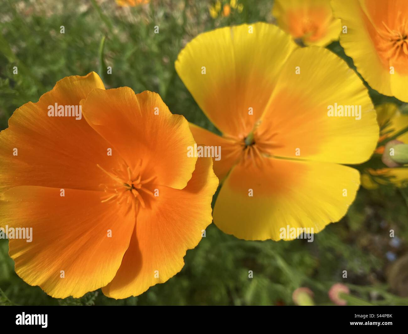 California poppies flowering in summer garden, detail - Smartphone Captured Stock Image