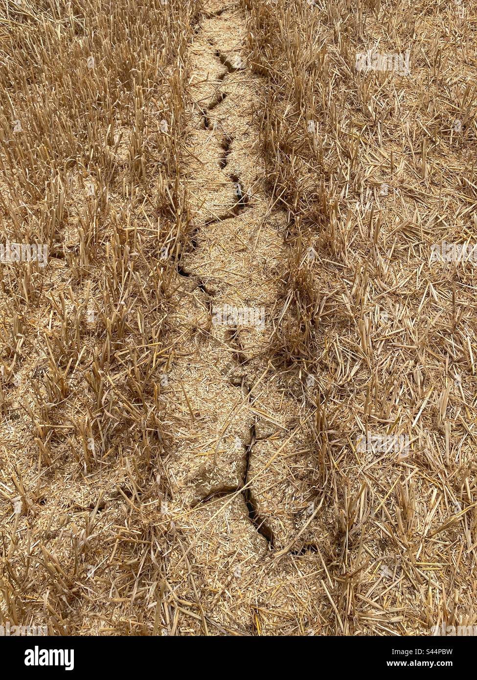 Drought. Dry, cracked earth and wheat stubble in a field after hot summer, detail Stock Photo
