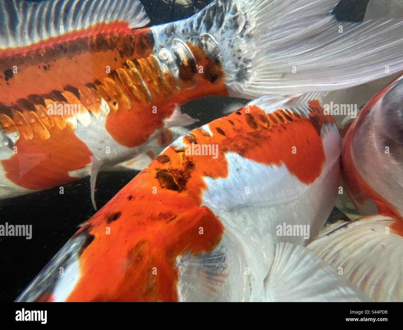 Colourful patterns of koi fish with underwater camera. Nishikigoi, Amur