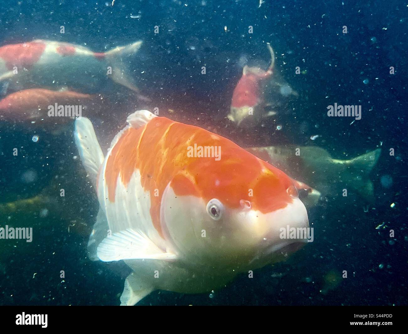 Koi carp fish with underwater camera in lake Stock Photo - Alamy