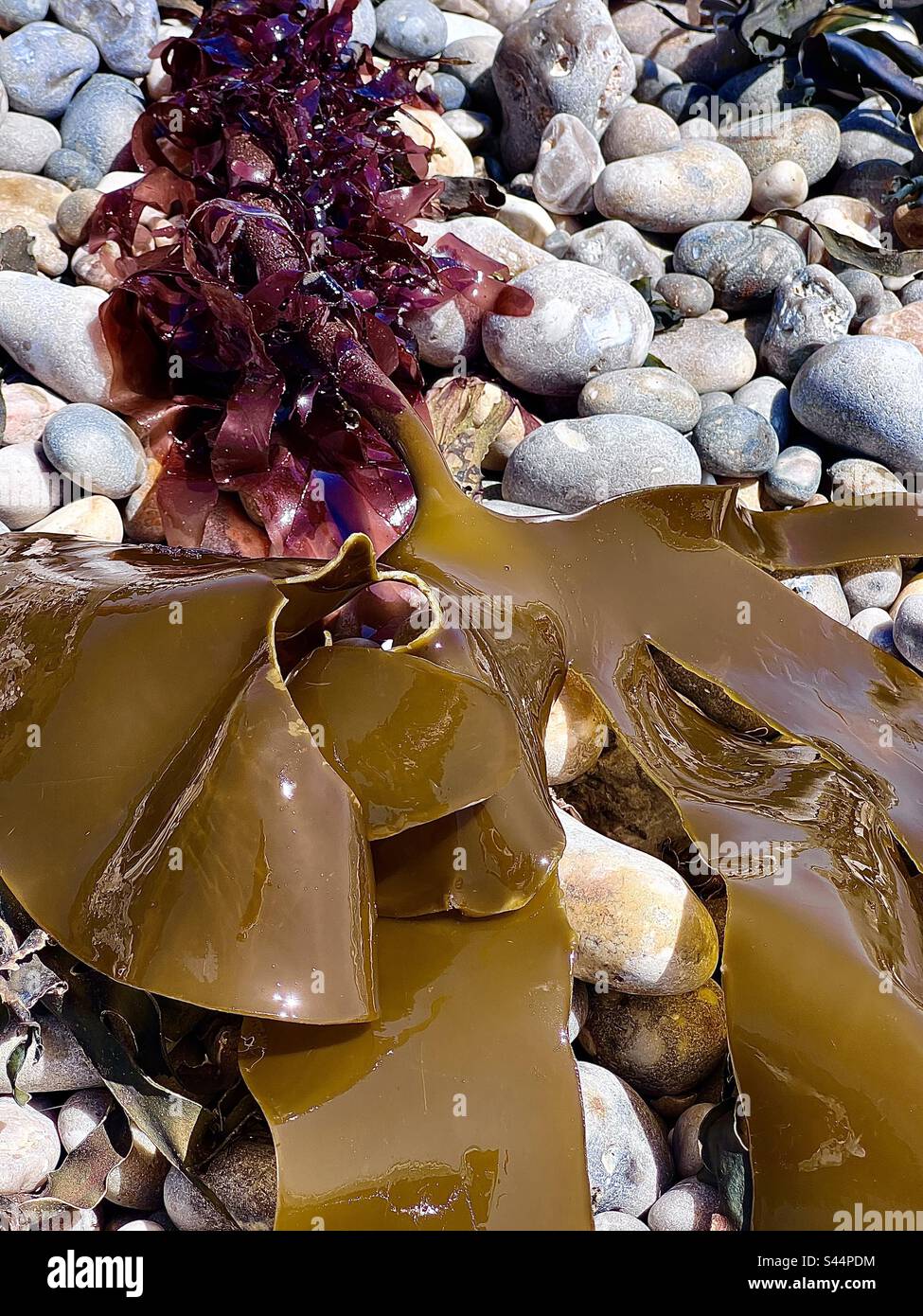 Close up of washed up seaweed drying out on the shingle beach at Branscombe, Devon, England on a hot summer day Stock Photo