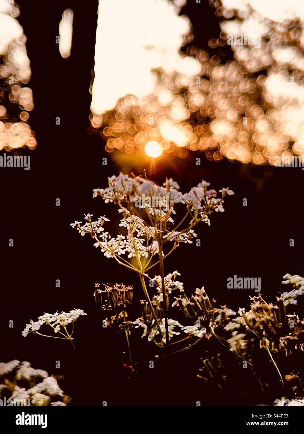 Evening sunset catches wild flowering plant in golden light Stock Photo