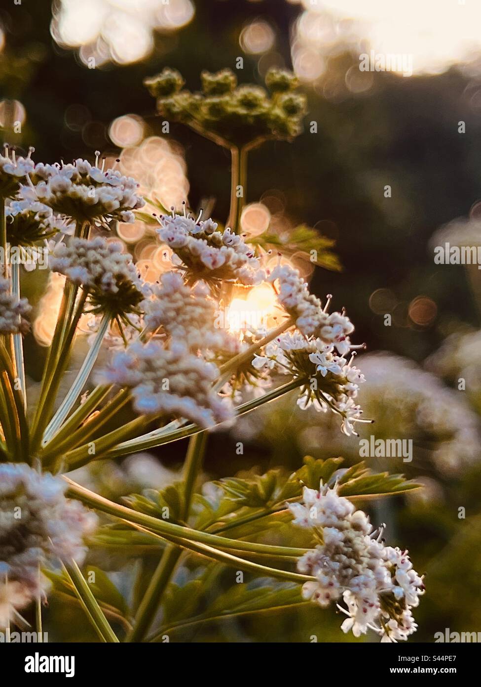 Close up of wild flowers at sunset with a nostalgic English summer glow Stock Photo