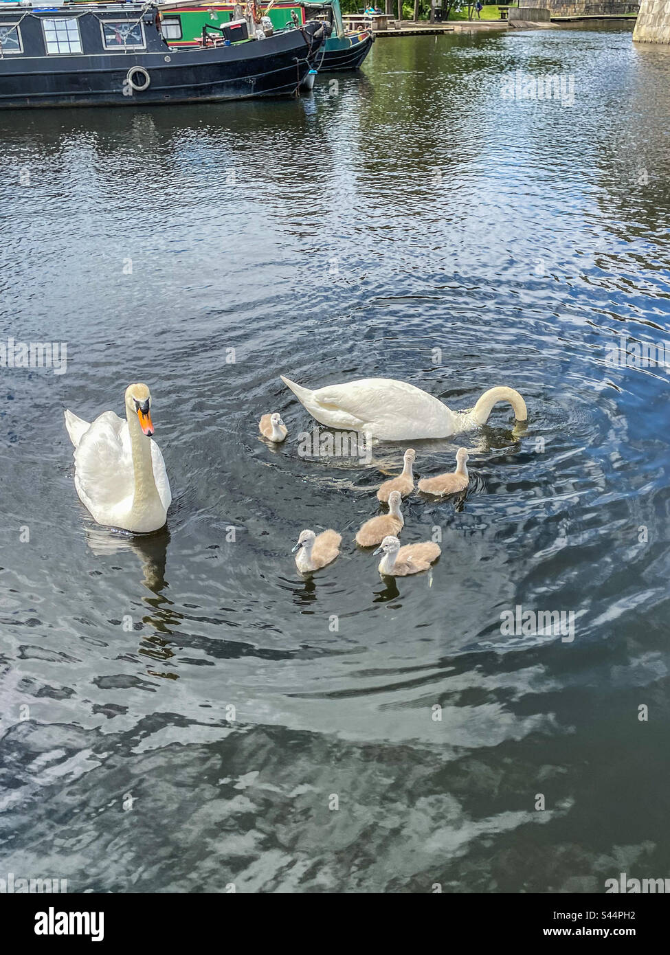 Swans on Islington Marina, Manchester - Smartphone Captured Stock Image
