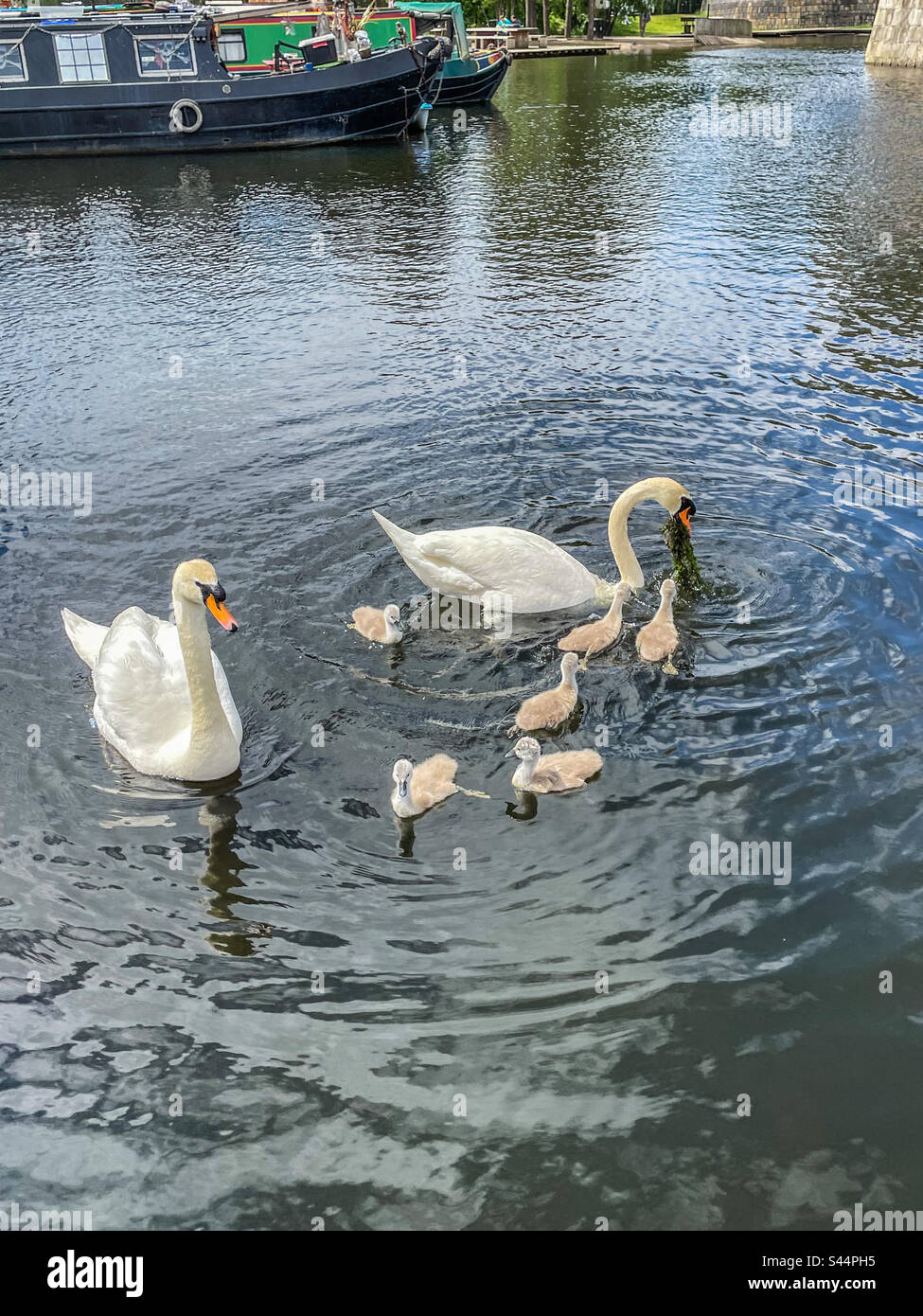 Swans on Islington Marina, Manchester Stock Photo