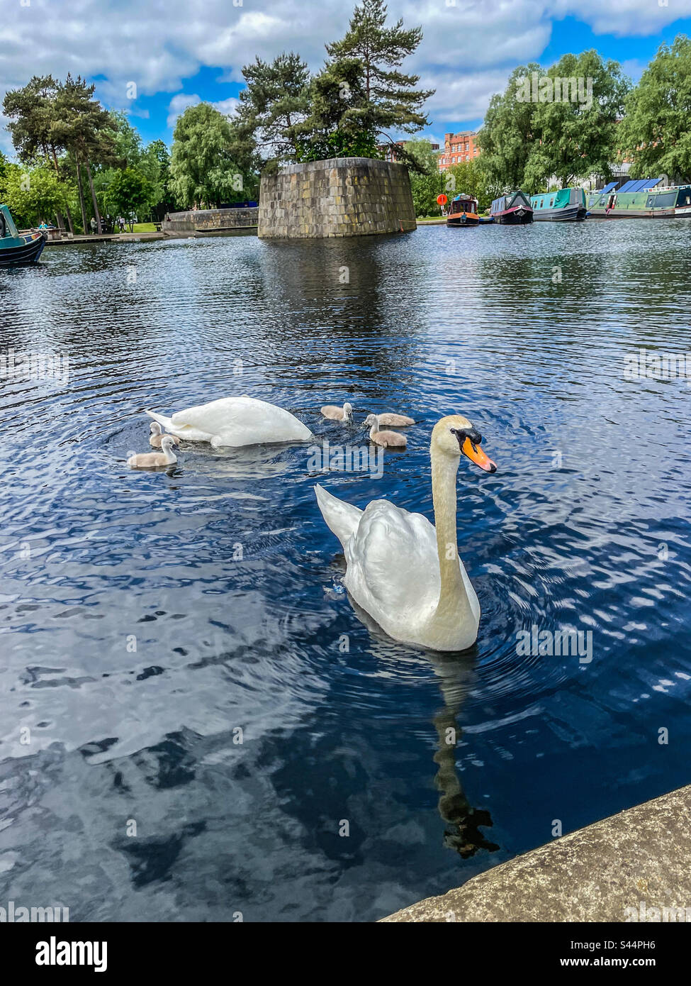 Swans on Islington marina, Manchester - Smartphone Captured Stock Image