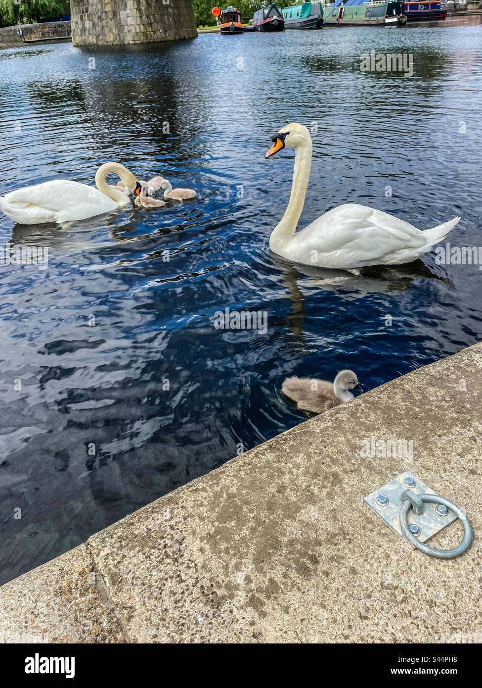 Swans at Islington marina, Manchester - Smartphone Captured Stock Image