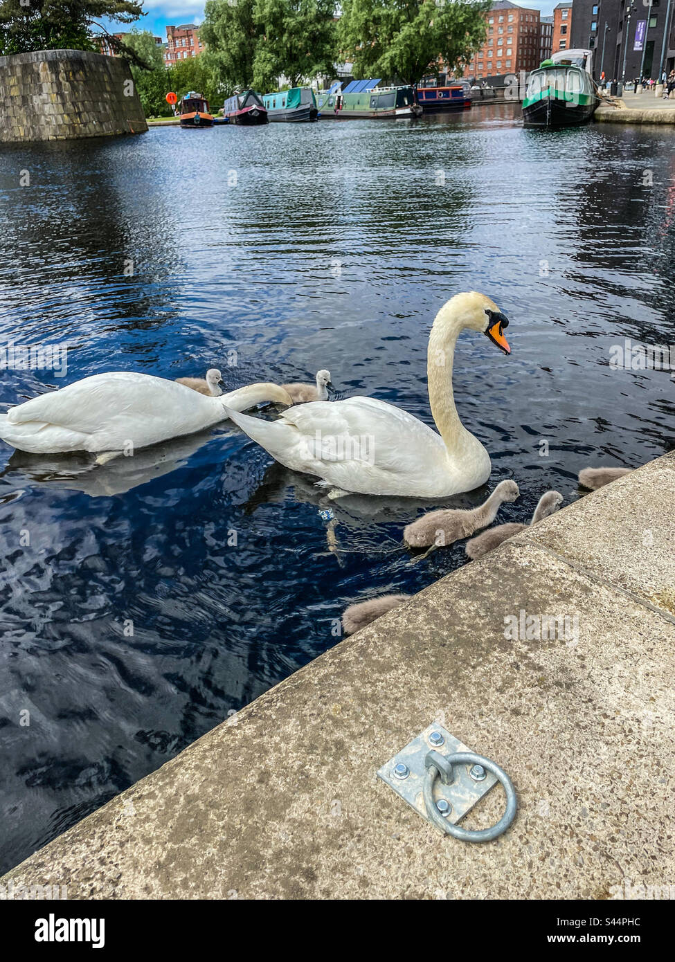 Swans at Islington marina, Manchester - Smartphone Captured Stock Image