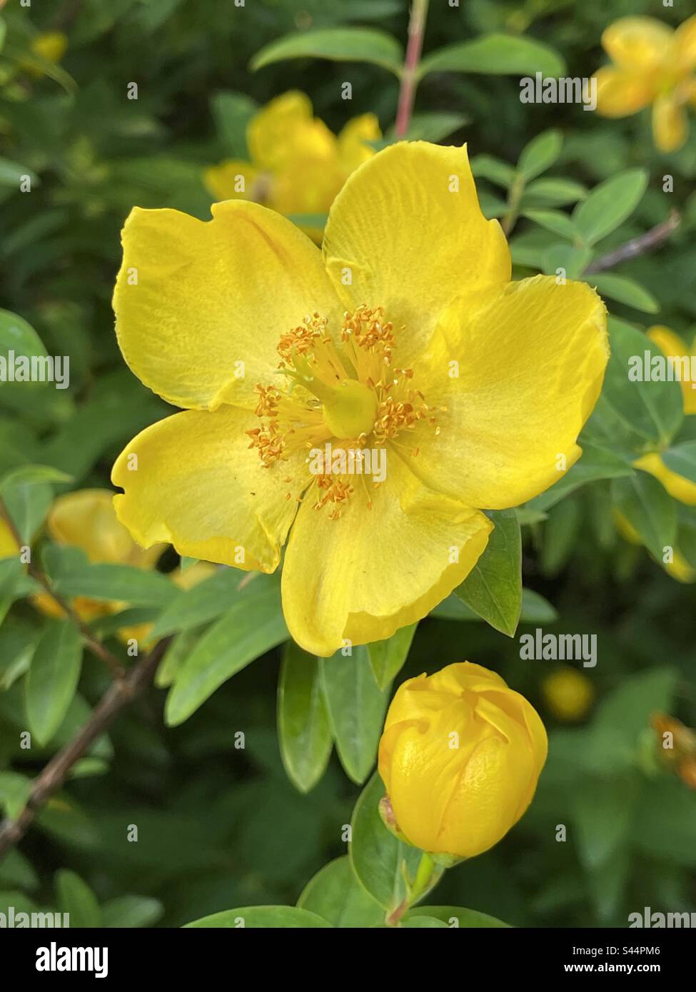 Yellow flower - Smartphone Captured Stock Image