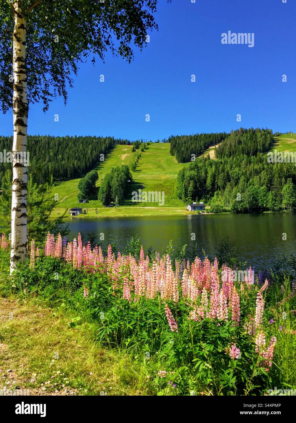 Beautiful sunny Finnish lake landscape with blooming purple pink lupine flowers and single birch tree on the foreground and green high hill on the background - Smartphone Captured Stock Image