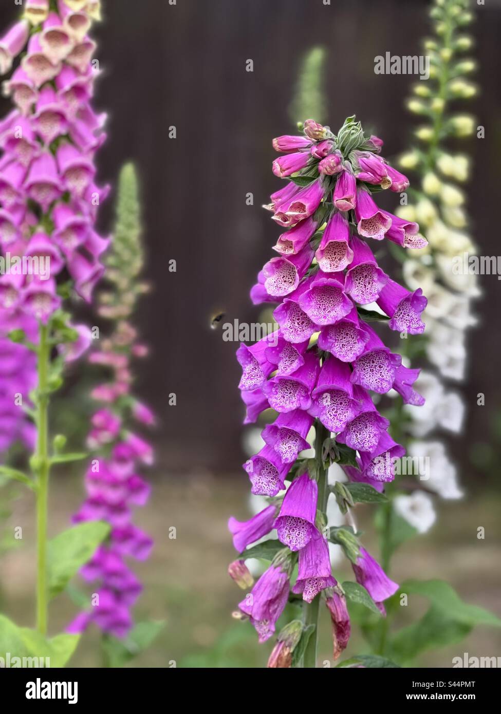 Purple and white foxgloves with green foliage Stock Photo Alamy
