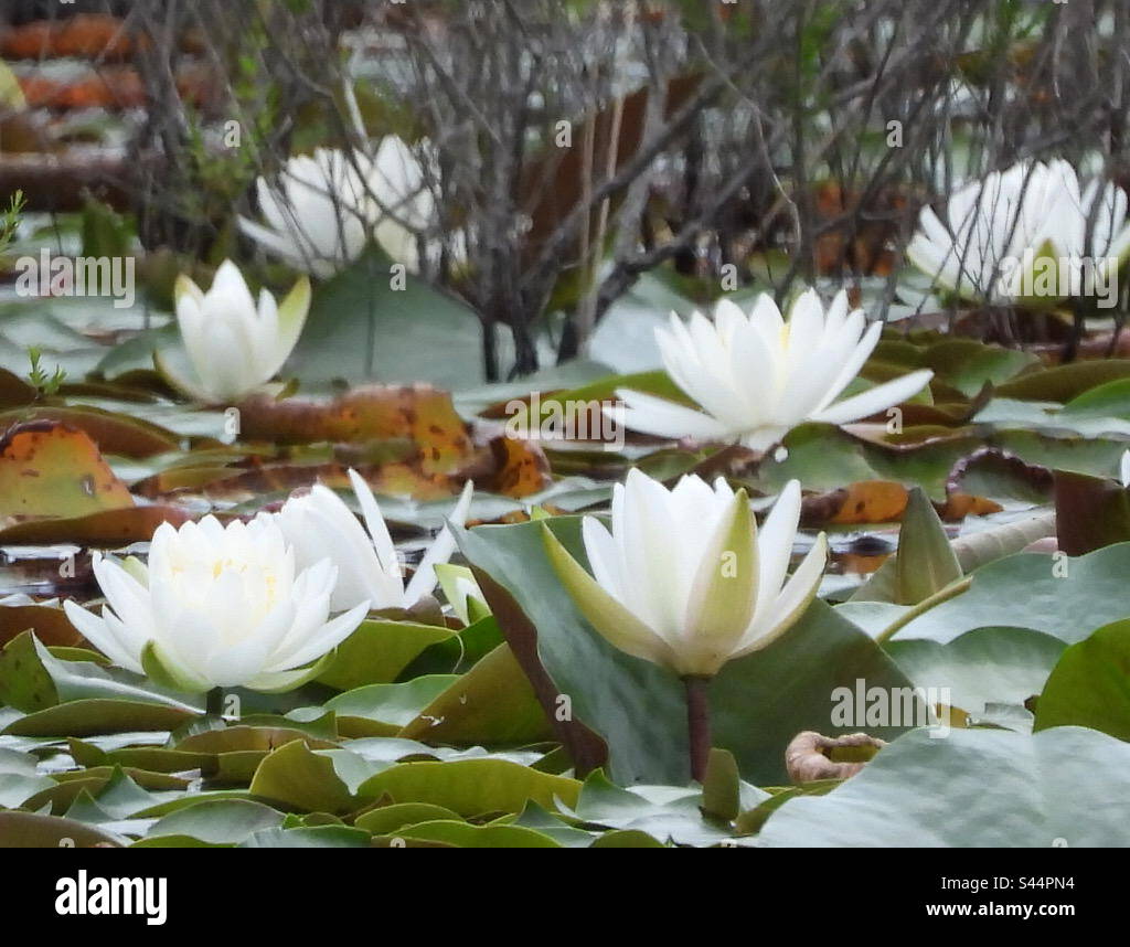 Nymphaea alba, the white waterlily, European white water lily or white nenuphar, is an aquatic flowering plant in the family Nymphaeaceae. It is native to North Africa, temperate Asia. Stock Photo