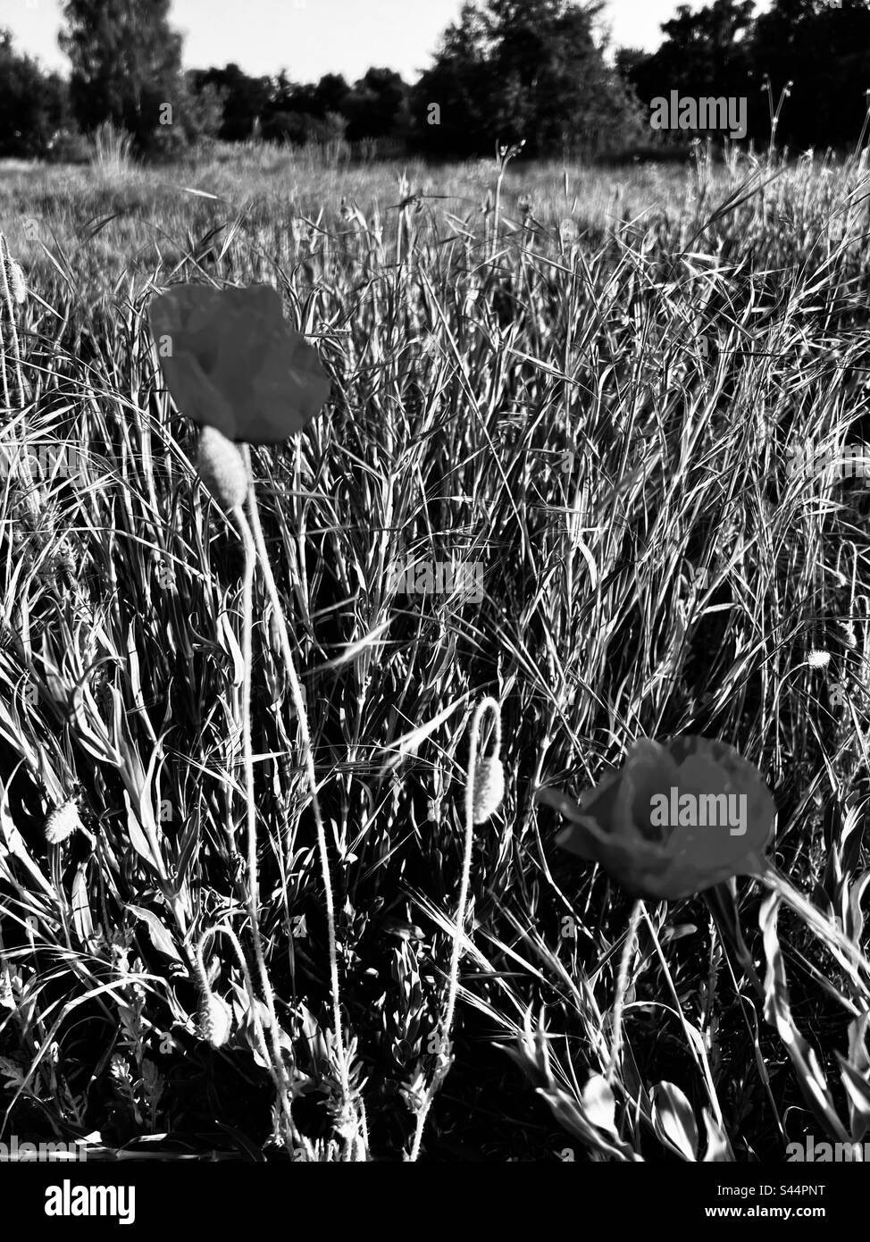 Black and white poppies hi-res stock photography and images - Alamy
