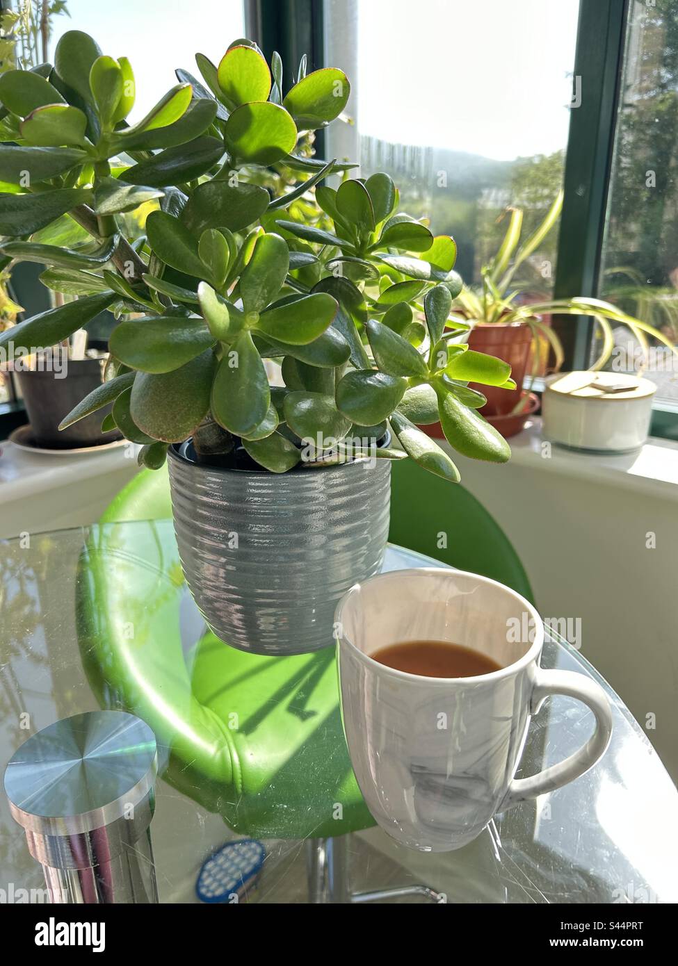 Succulent plant in a conservatory on a glass table, green chair and tea cup - Smartphone Captured Stock Image
