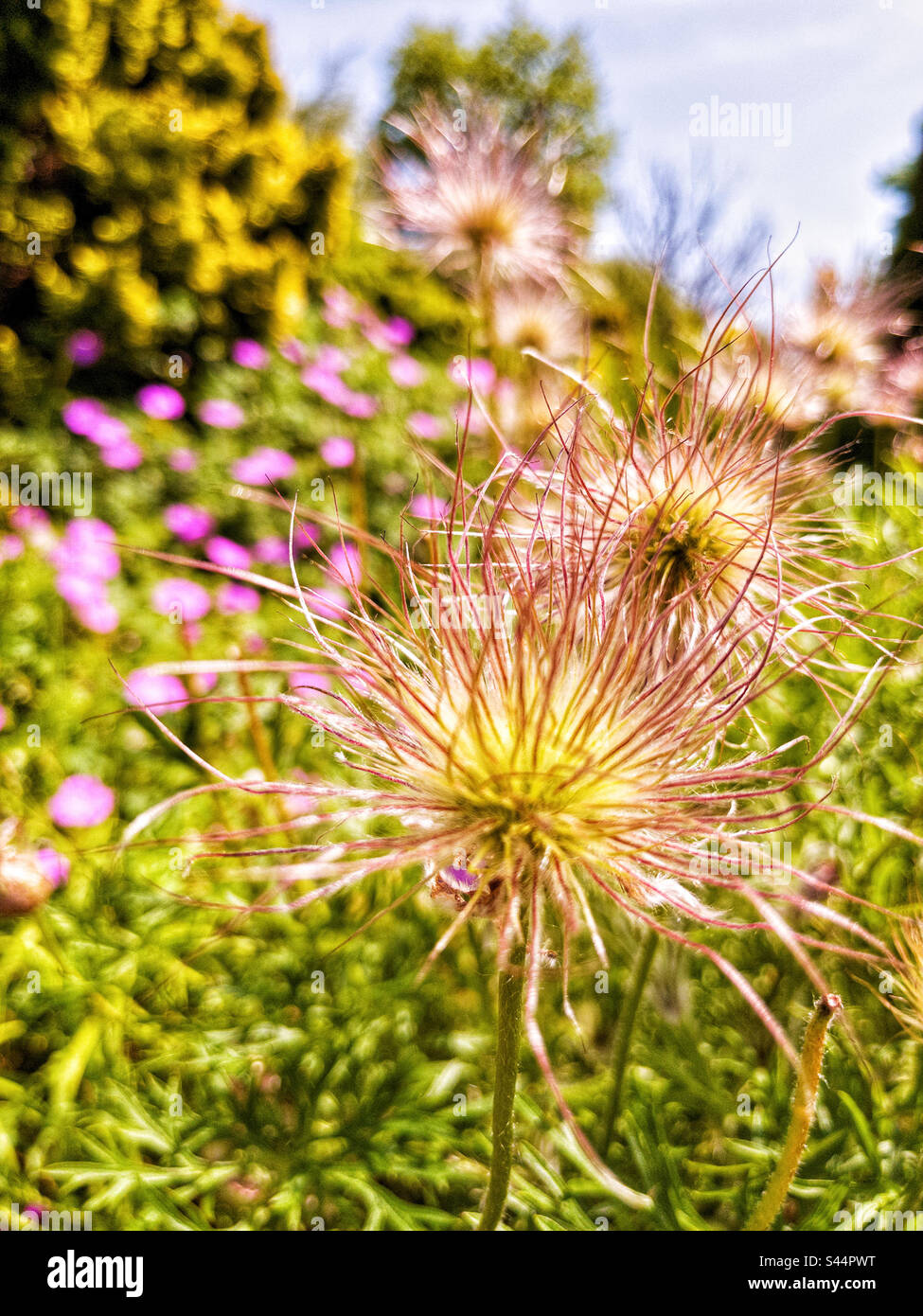 Flower pulsatilla, in garden Stock Photo