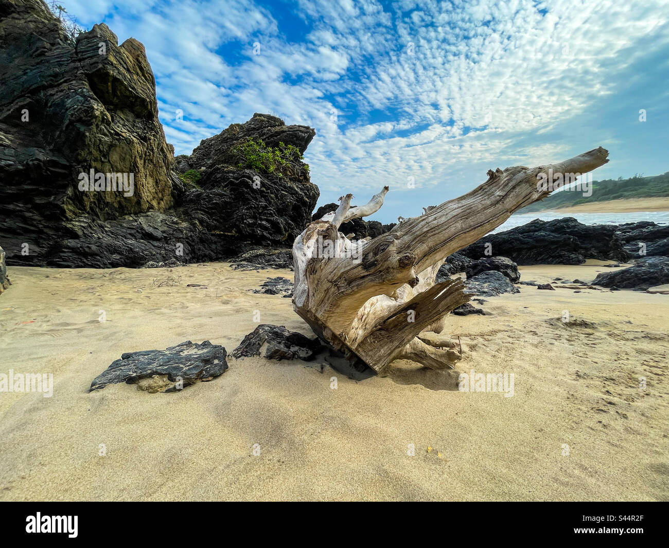 Log on a beach - Smartphone Captured Stock Image