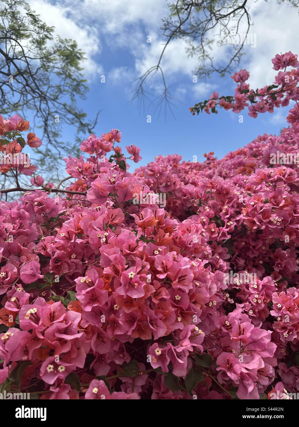Low angle view is a bougainvillea bush with pink flowers - Smartphone Captured Stock Image