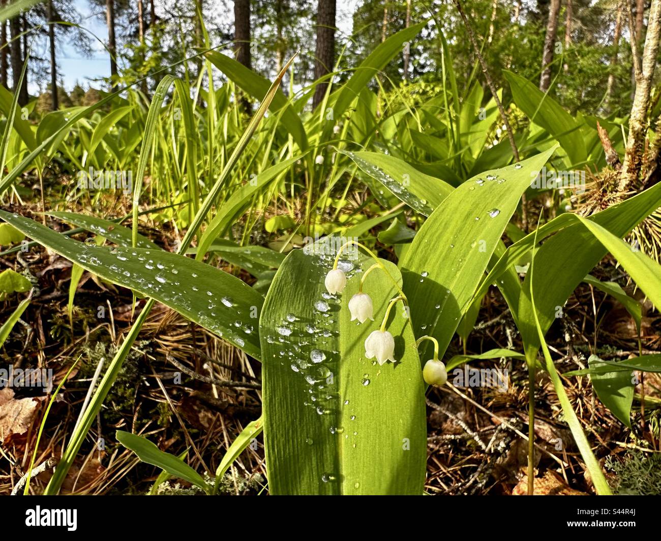Lily-of-the-valley flowers - Smartphone Captured Stock Image