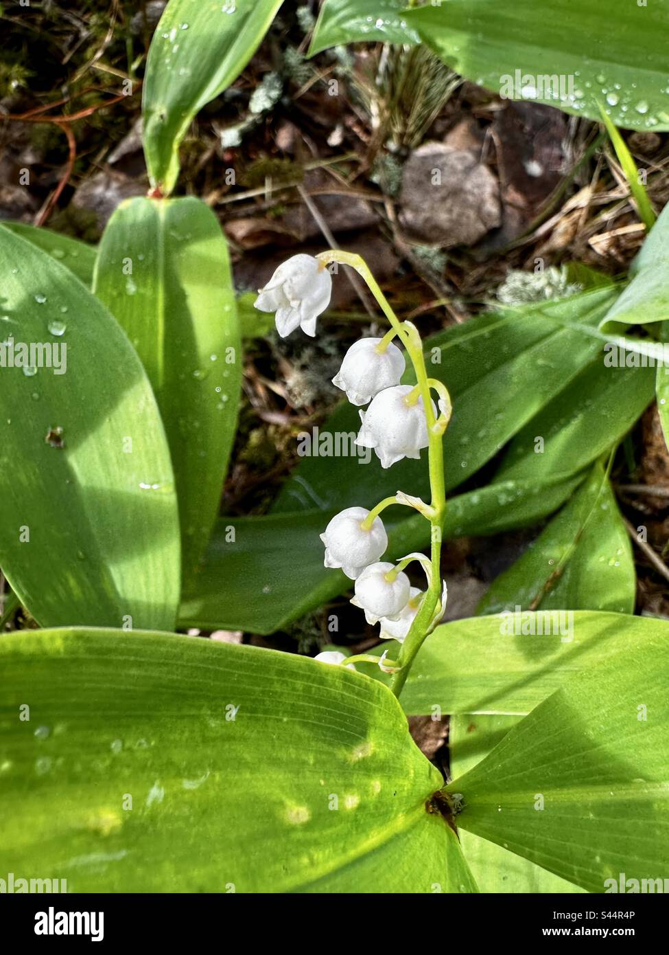 Lily-of-the valley flowers - Smartphone Captured Stock Image