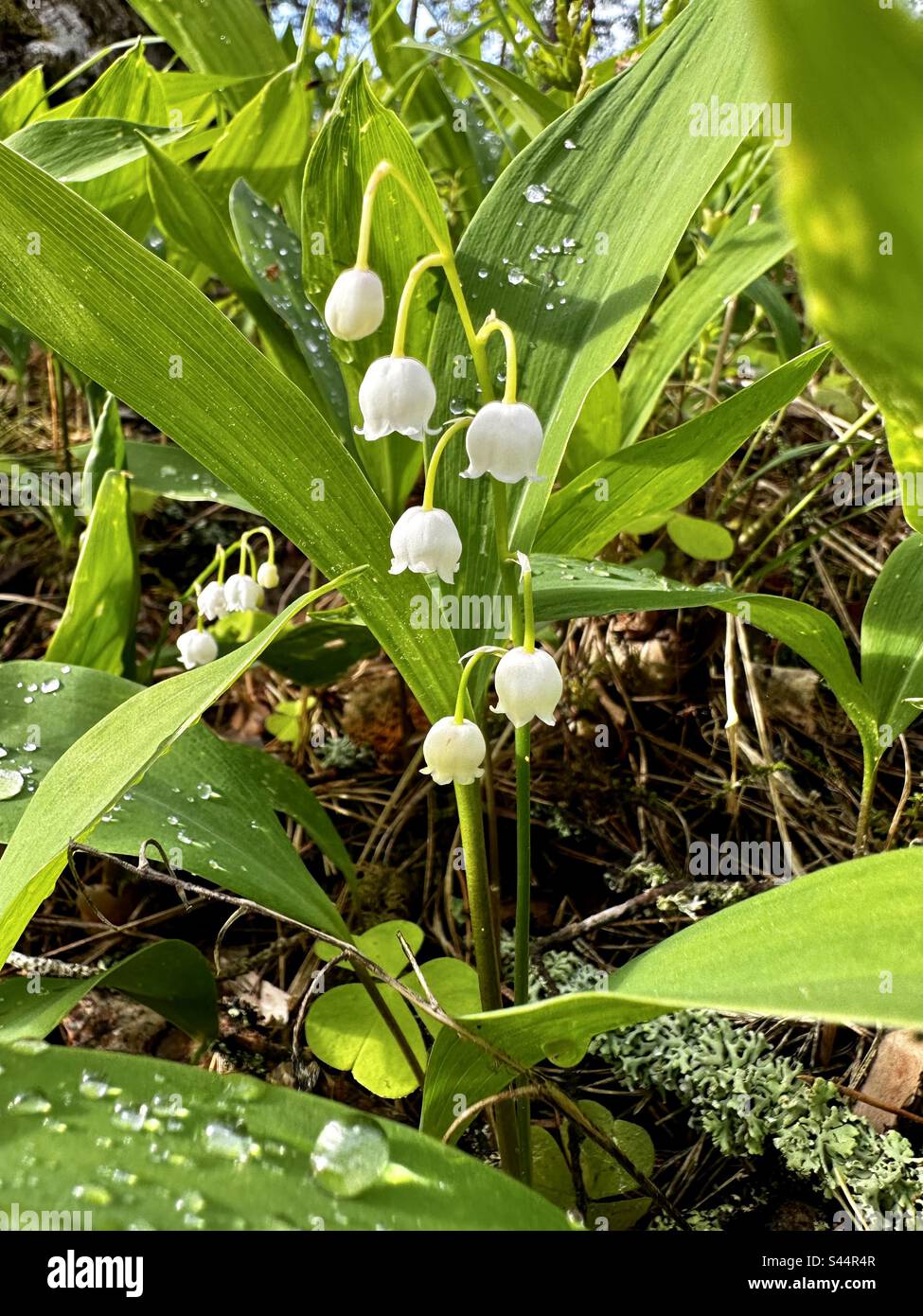 Lily-of-the-valley flowers - Smartphone Captured Stock Image