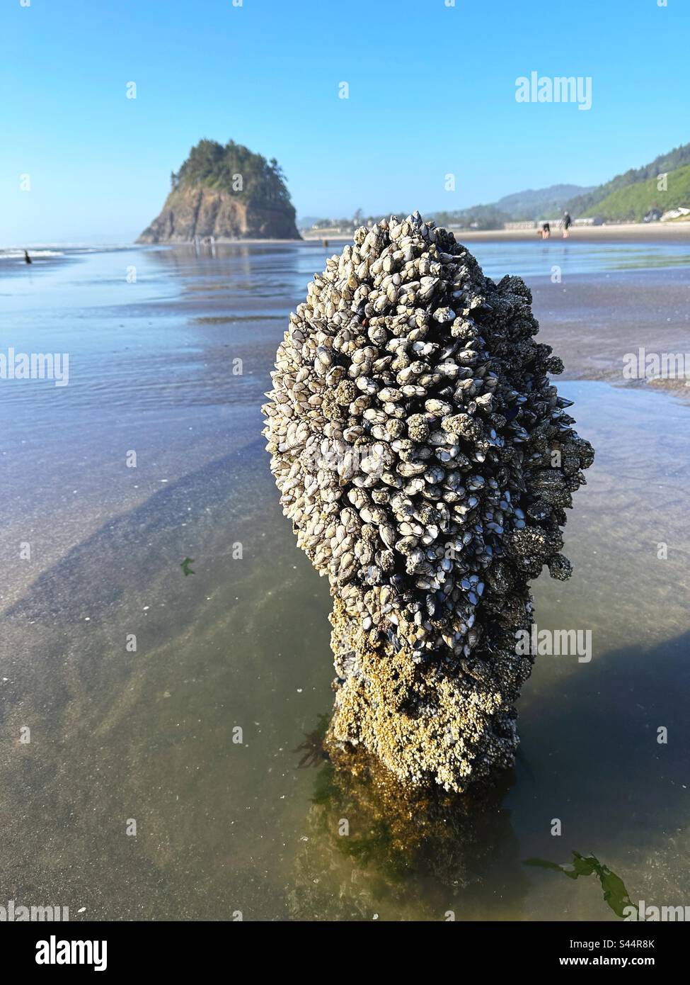 A barnacle covered stump of a 2000 year old tree at the Neskowin ghost forest in Oregon. Stock Photo