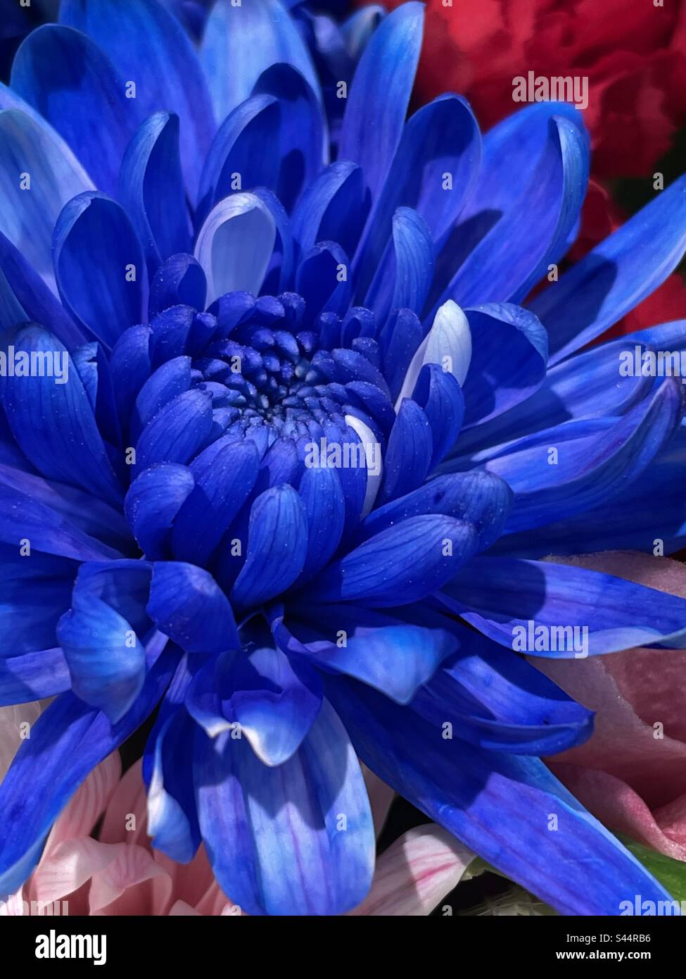 Amazing bright blue chrysanthemum Stock Photo Alamy