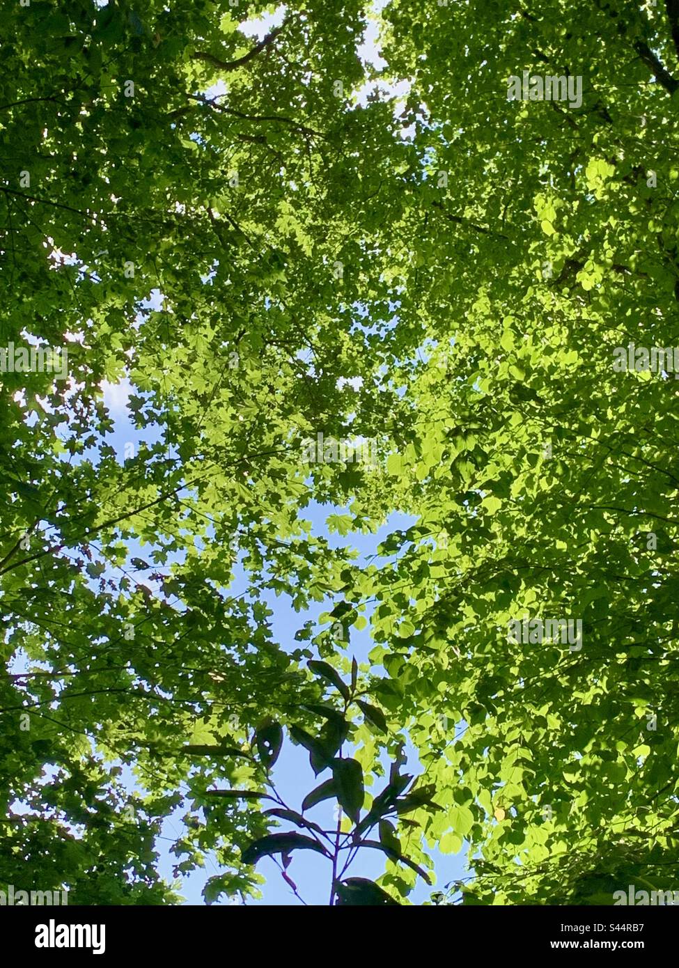 Sunlight dappling through green leafy tree canopy - Smartphone Captured Stock Image