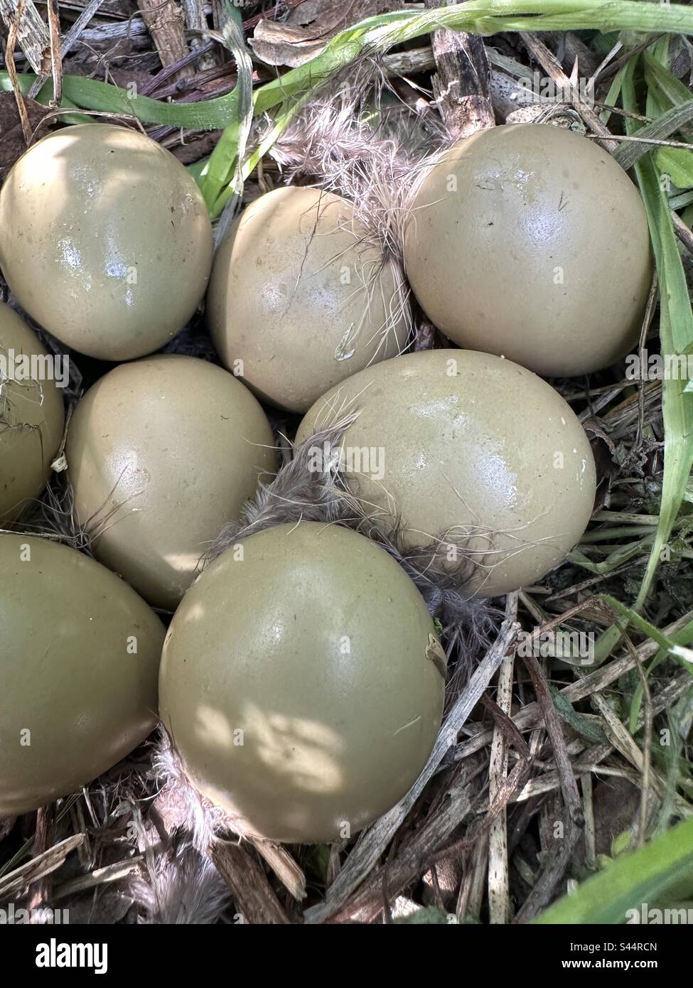 American bird eggs hi-res stock photography and images - Page 2 - Alamy