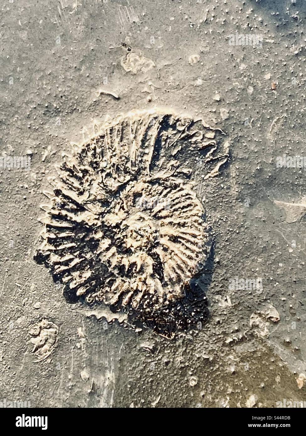 Fossil, Kimmeridge Bay Stock Photo Alamy