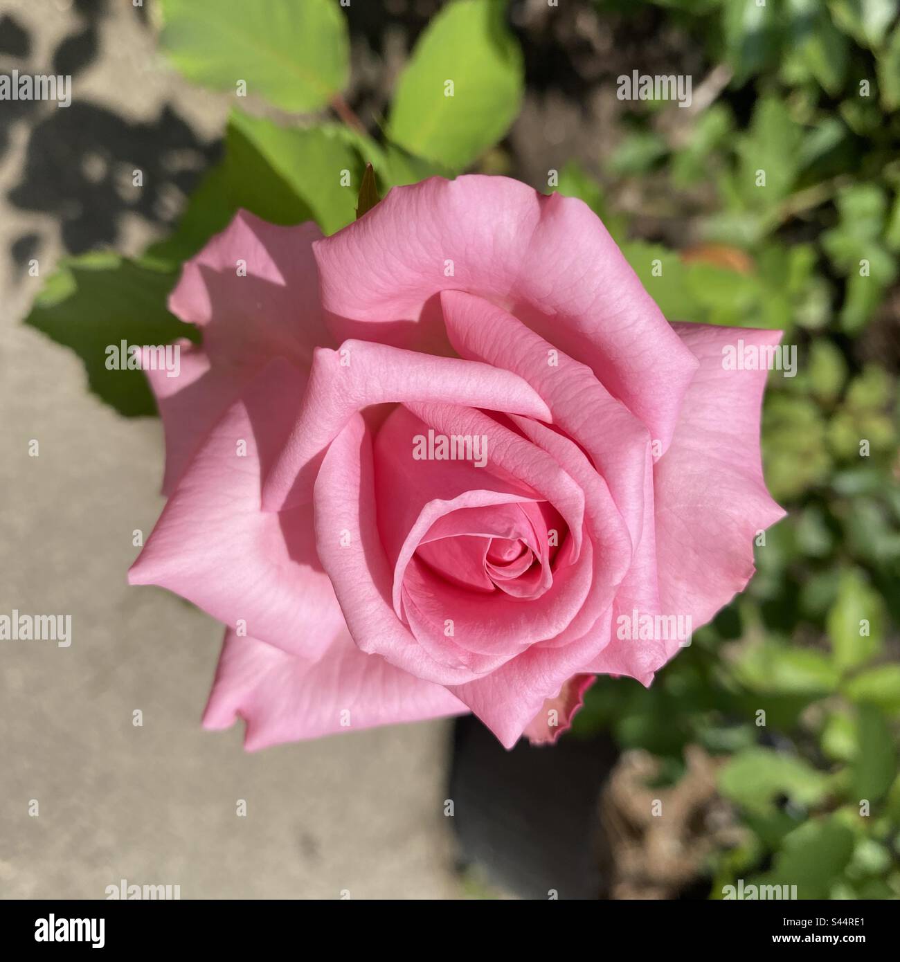 Gorgeous pink rose hi-res stock photography and images - Alamy