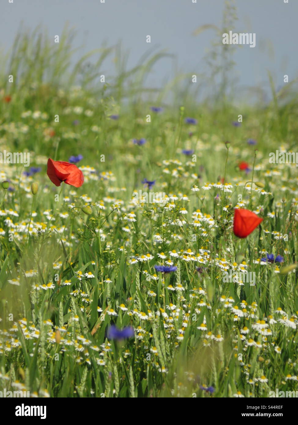 Spring Meadow! Switzerland! - Smartphone Captured Stock Image