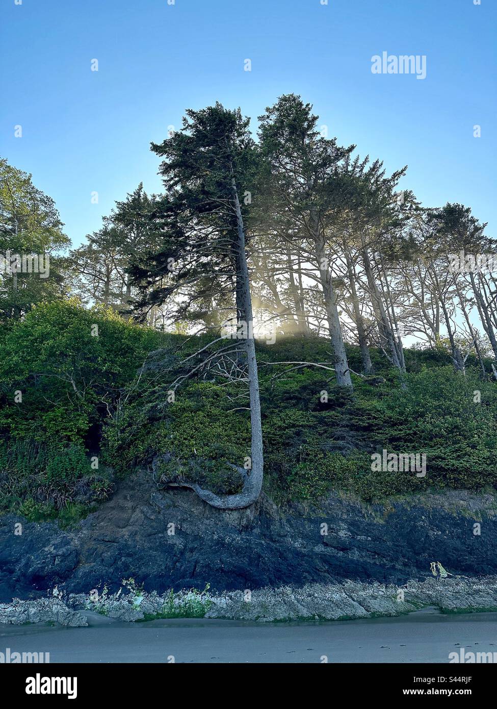 A curved tree on an island in Neskowin, Oregon. Stock Photo