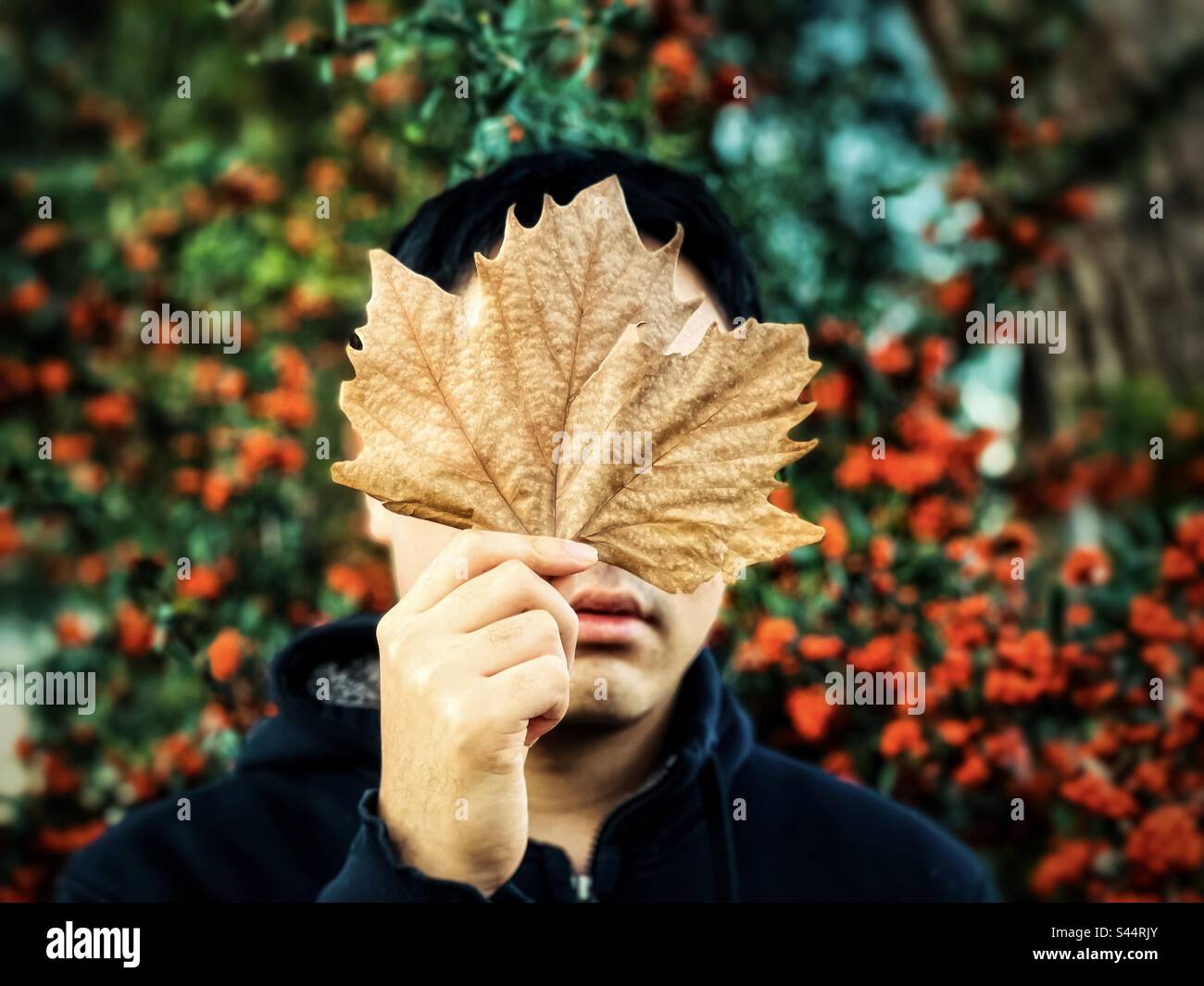 Close-up portrait of young man holding a large dried autumn leaf in front of his face against orange Cotoneaster berry bushes. Goblincore. Autumn theme. Obscured face. Mask. Stock Photo