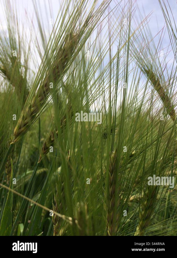 Grain Field! Switzerland! - Smartphone Captured Stock Image