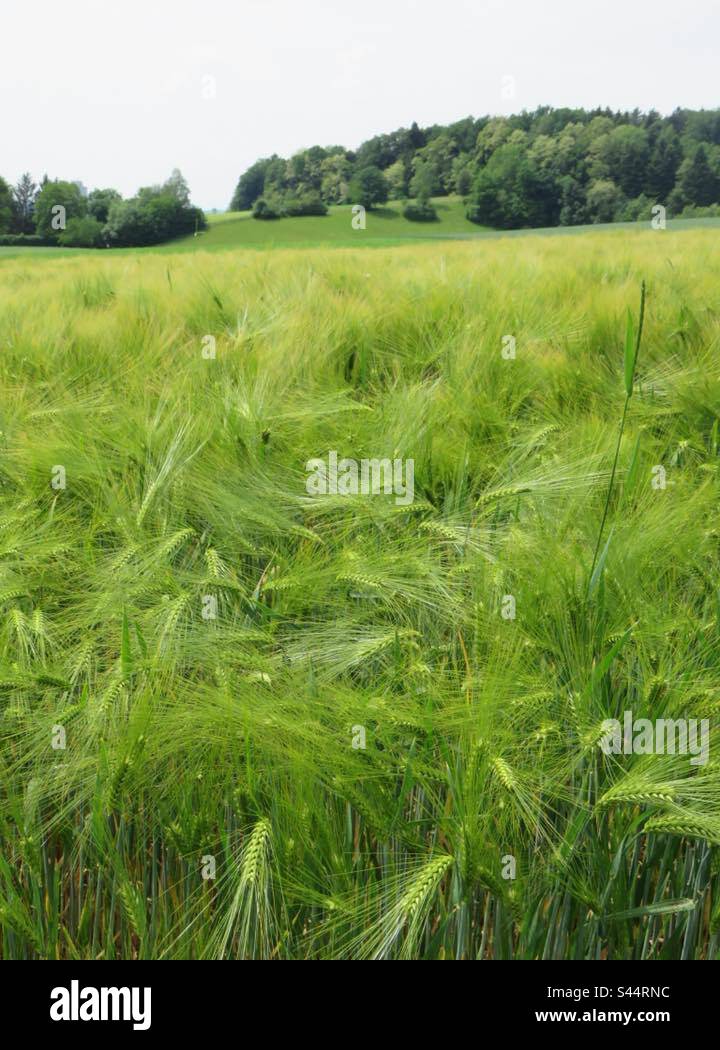 Grain Landscape! Switzerland! Stock Photo