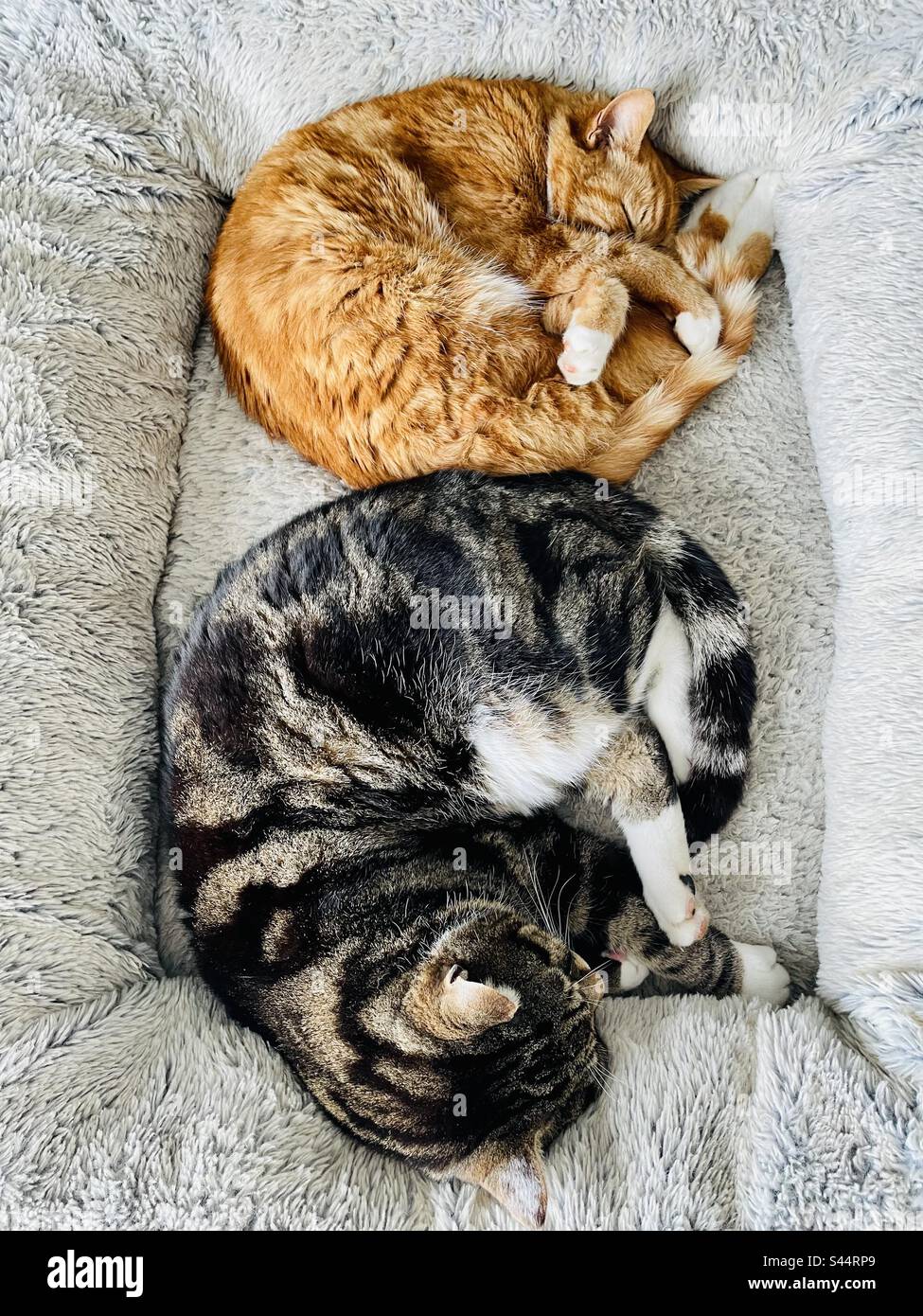 Cat brothers sleeping in the dog’s bed! Stock Photo Alamy