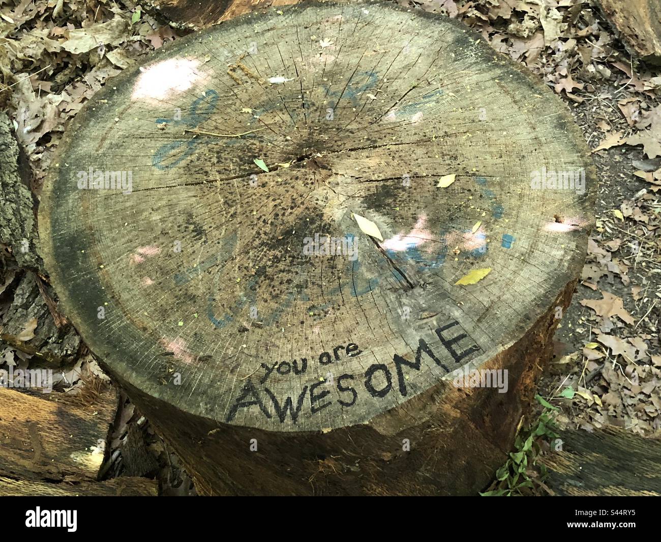 You are awesome etched into a tree stump. - Smartphone Captured Stock Image