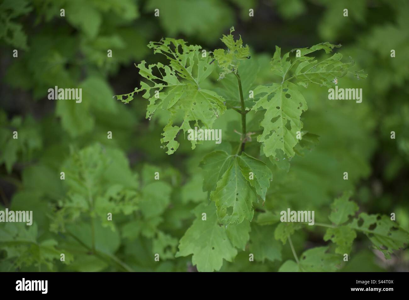 Leaves holes hi-res stock photography and images - Alamy