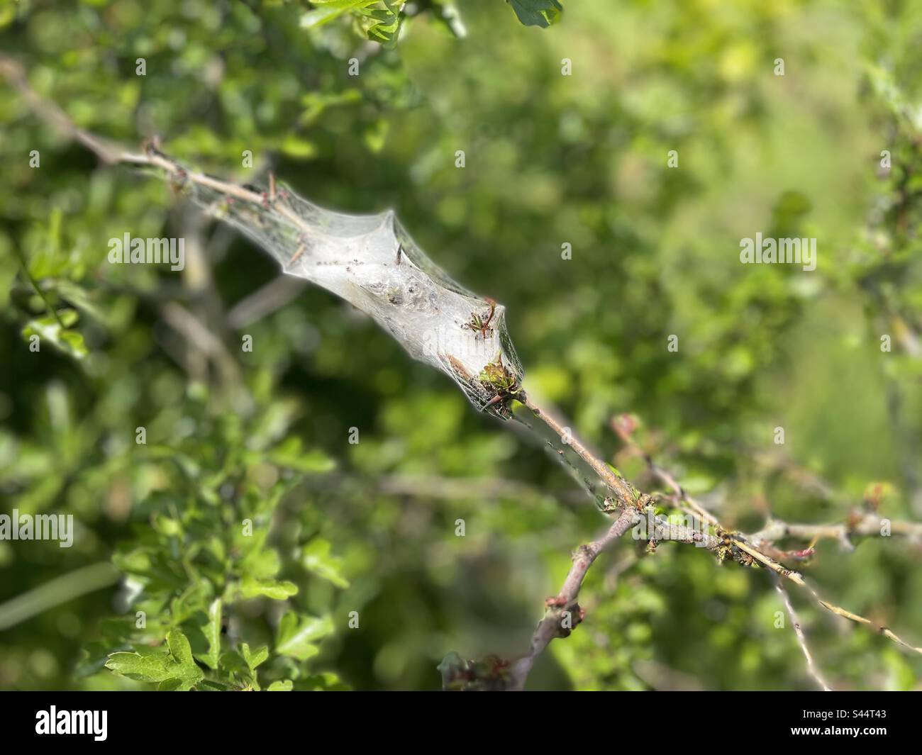 Larval web nest of the Small eggar moth caterpillar (Eriogaster