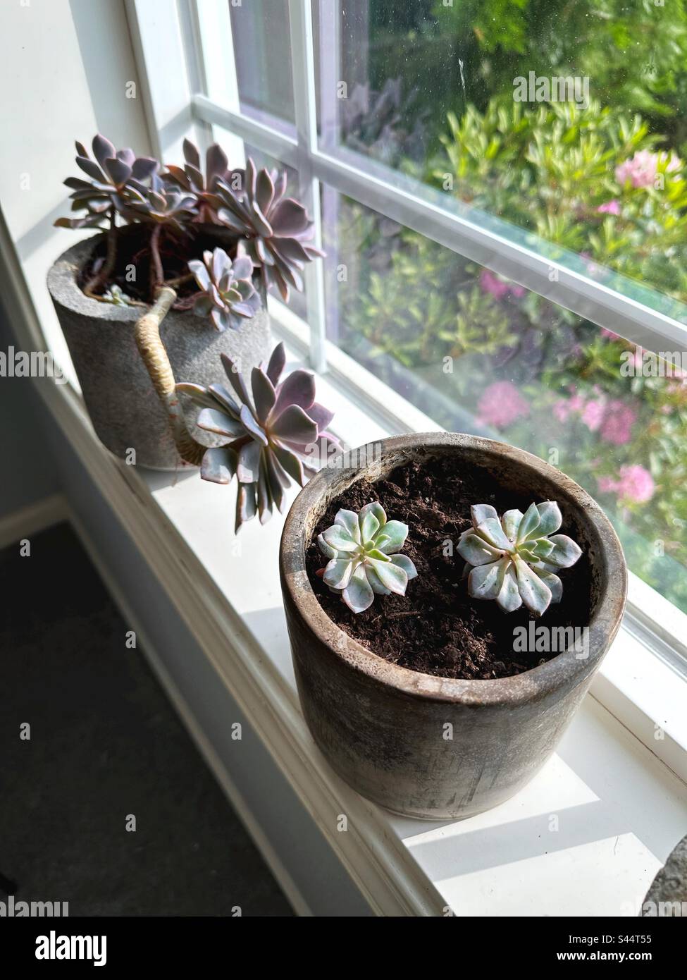 Echeveria plants on a window sill. Stock Photo