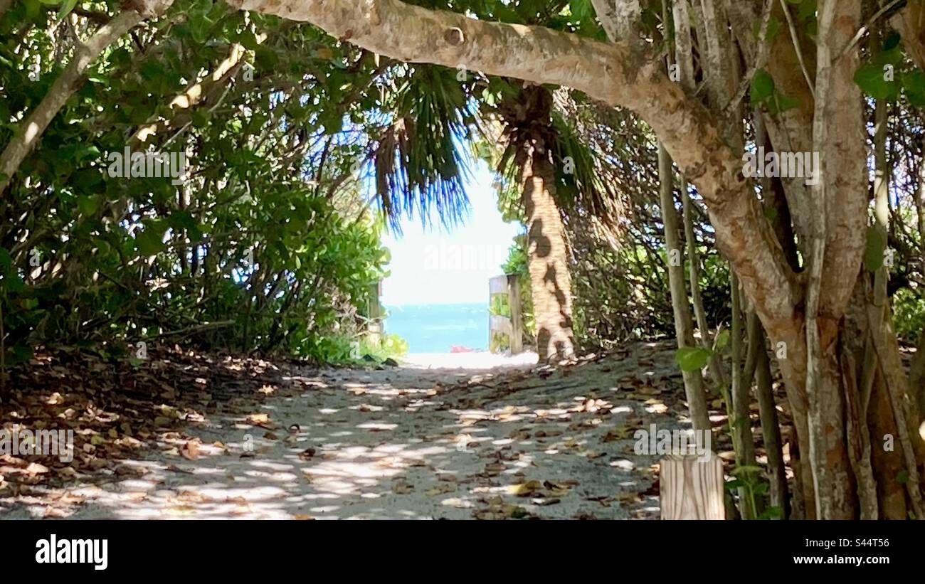 A tunnel of trees leading to the beach - Smartphone Captured Stock Image