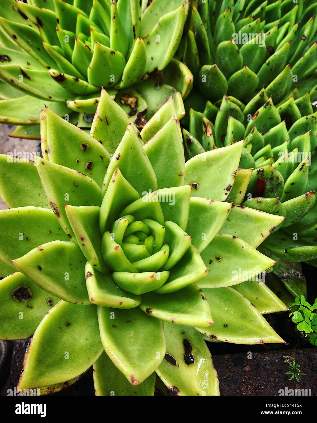 Patrones cactus hires stock photography and images Alamy