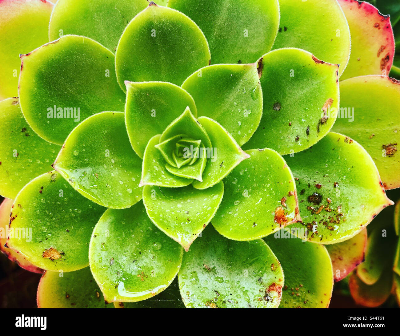 A geometric green plant decorates a garden in Mexico - Smartphone Captured Stock Image