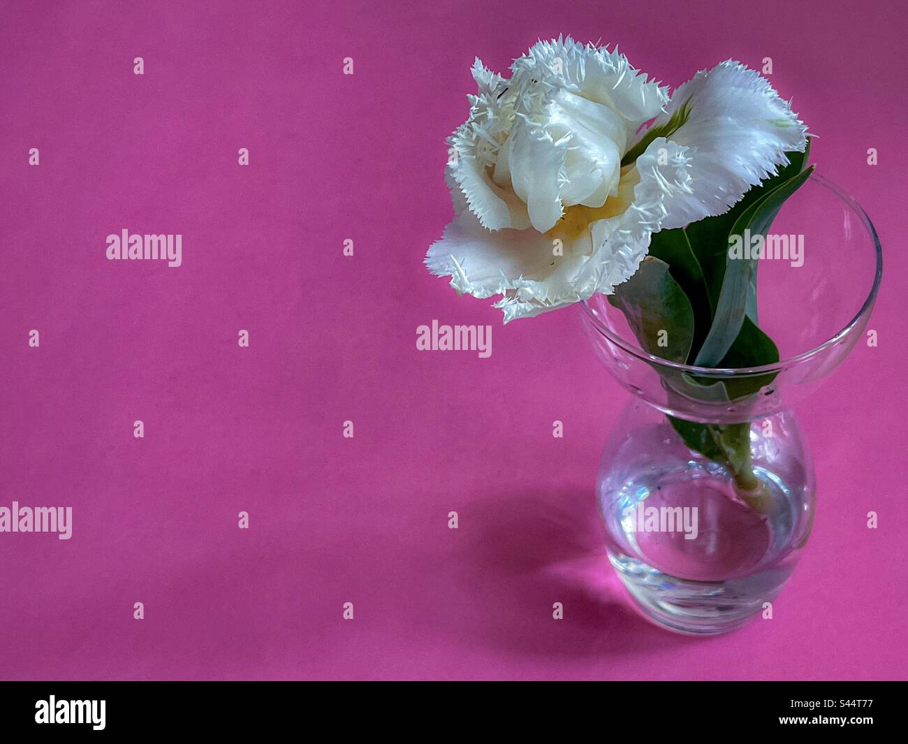 Close-up of white fringed tulip in glass bulb vase on pink background with copy space. Spring theme. - Smartphone Captured Stock Image