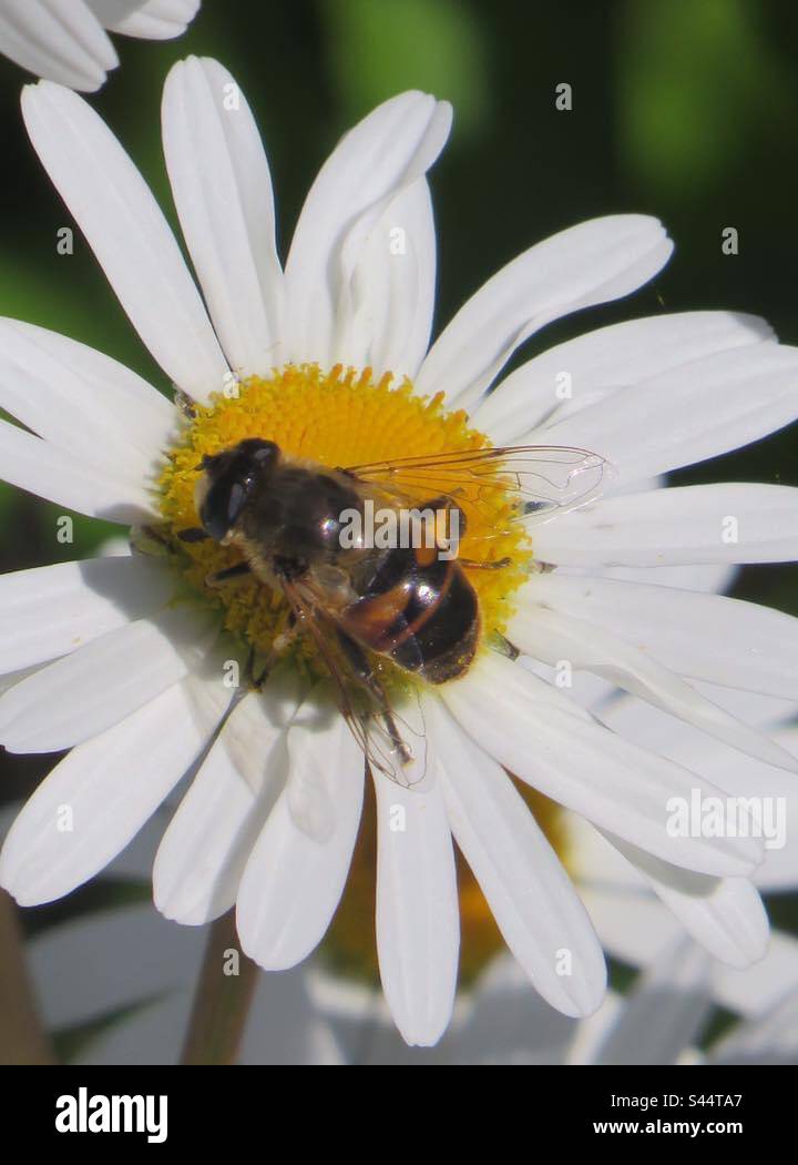 Bee and Daisy! Stock Photo